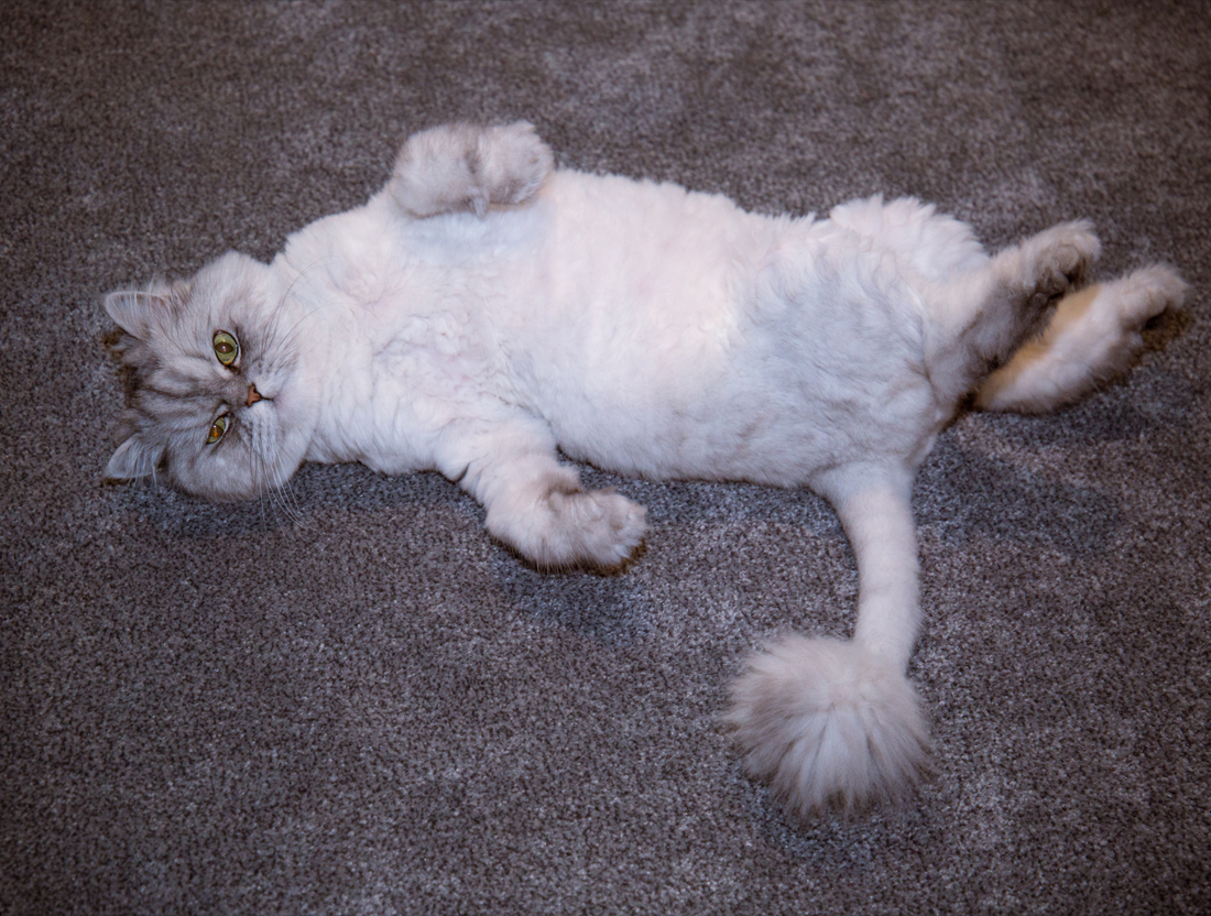 GD_PM_Art_Avanquest_12_before